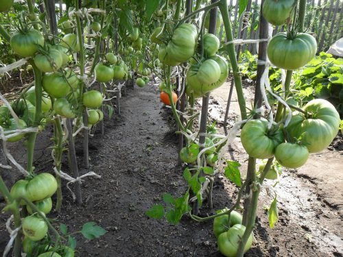 Формування томатів по мірі росту куща в теплицях та відкритому грунті