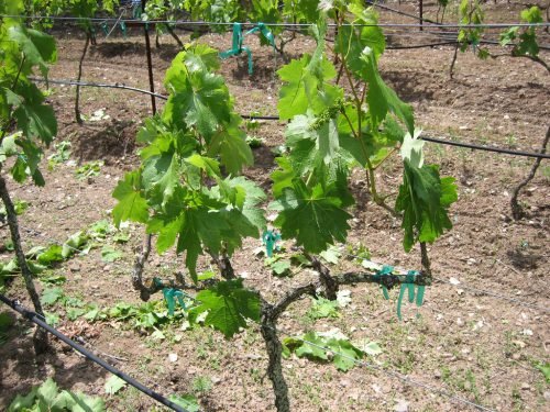 Як можна пересадити виноград на інше місце: як пересаджувати саджанці