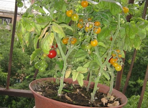 Балконне диво помідори: як вирощувати томат