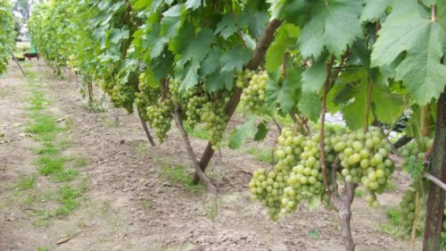 Сорт винограду красуня: опис сорту