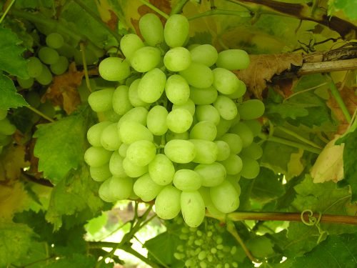 Калорійність винограду кишмиш і його корисні властивості