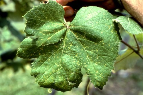 Виноград чорніє листя: основні хвороби