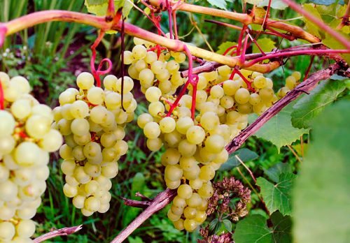 Виноград супага, опис сорту: основні характеристики
