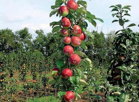 Колоновидна яблуня Останкіно: опис, фото, особливості RoyPchel.ru