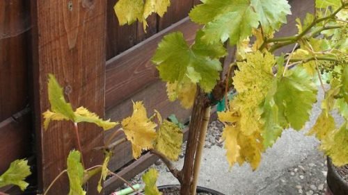Листя винограду світло зелені, бліді: причини захворювання