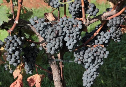 Виноград каберне совіньон: саджанці, опис сорту