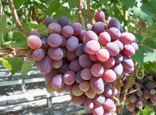 Виноград отаман: опис сорту