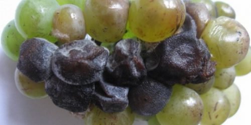 Хвороби грона винограду: інфекційні та неінфекційні