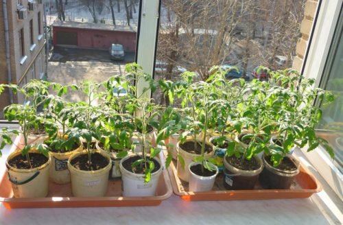 Догляд за розсадою помідорів в домашніх умовах, часті помилки