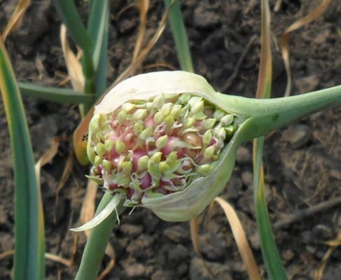 Вирощування часнику з бульбочок (насіння): посадка, догляд