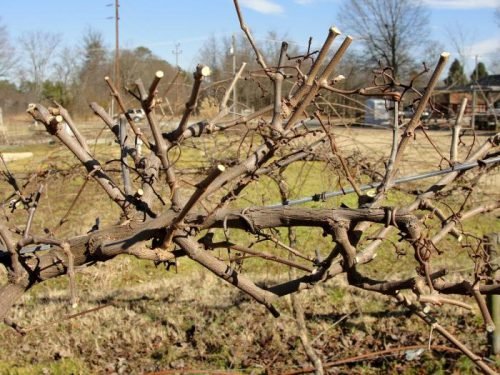 Виноград в сибіру для початківців: посадка та вирощування