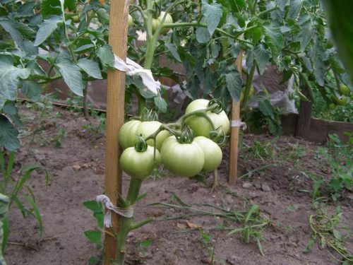 Як підвязувати помідори в теплиці з полікарбонату