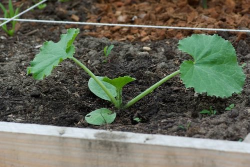 Чим удобрювати кабачки: підживлення при вирощуванні у відкритому грунті