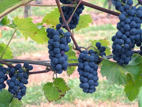 Нітроамофоска для винограду: застосування добрива