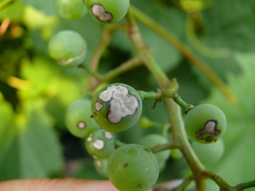 Як боротися з білими плямами на листках винограду?
