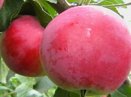 Мельба яблуня: опис сорту, фото