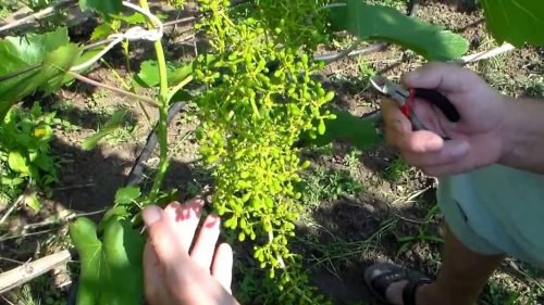 Зелені операції на винограді навесні