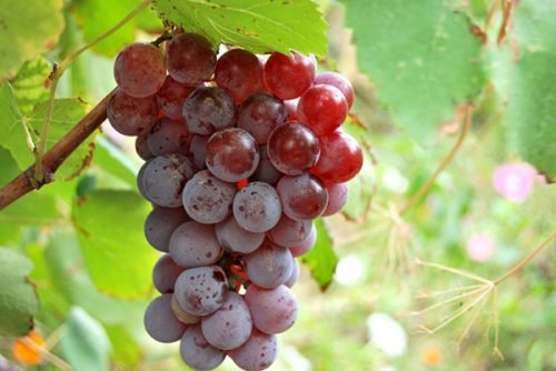 Виноград лідія: опис сорту