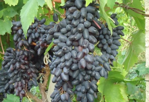 Одеські сорти винограду: сувенір, чорний   опис
