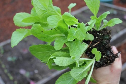 Капуста пекінська вирощування з насіння: як і коли садити