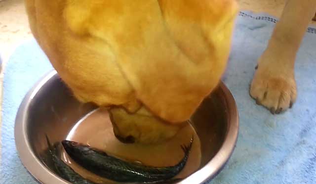Чим годувати цуценя лабрадора, корм для лабрадора ретривера, фото