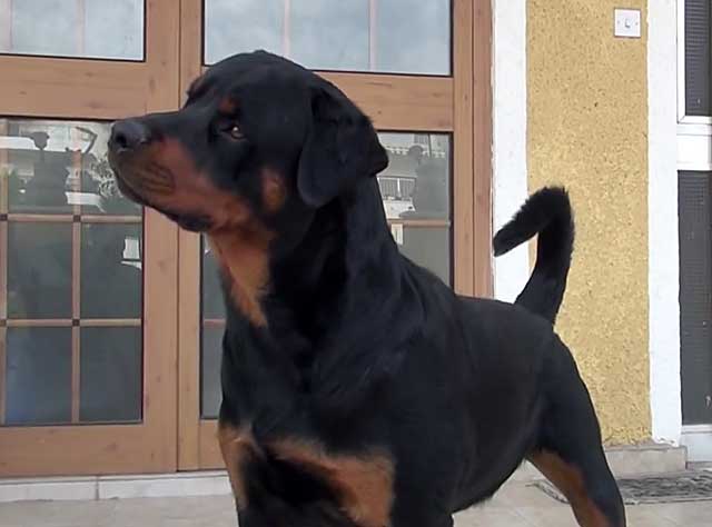 Викрійка комбінезона на собаку ротвейлера з фото і відео