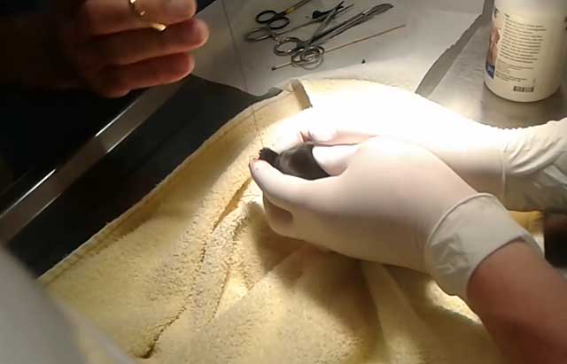 Ротвейлер з хвостом, купірування хвоста у ротвейлера (фото і відео)
