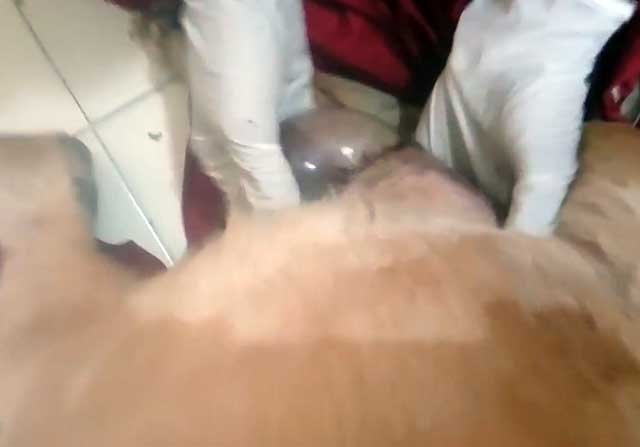 Вязка лабрадора ретривера, вагітність лабрадора з фото і відео