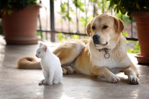 Одомашнення кішок і собак