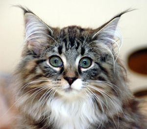Яка порода кішок найрозумніша, хто розумніший: кіт або кішка?