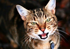 Вушний кліщ у кішок і кошенят: причини, симптоми, лікування, профілактика отодектозу, фото
