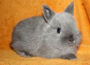 Короткошерстий кольоровий карликовий кролик: стандарт породи, характер і зміст