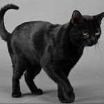 Бомбейська кішка: опис породи, зміст, фото котів бомбеев, відео, відгуки