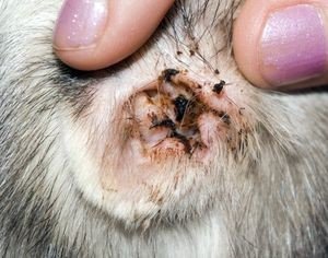 Отодектоз   вушний кліщ у собак: симптоми, лікування, профілактика, фото