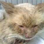 Кальцивироз у кішок і кошенят: симптоми, перебіг хвороби, схема лікування, профілактика, фото