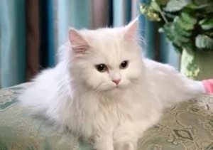 Засоби догляду за довгою шерстю кішок: вибираємо підходящий шампунь