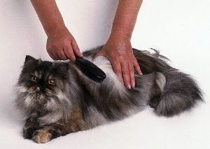 Збираємо арсенал домашнього перукаря: чим розчісувати довгу шерсть у кішок