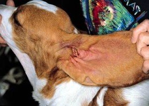 Отодектоз   вушний кліщ у собак: симптоми, лікування, профілактика, фото
