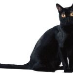 Бомбейська кішка: опис породи, зміст, фото котів бомбеев, відео, відгуки