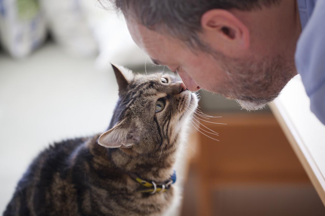 Як кішки лікують нас — найяскравіші факти