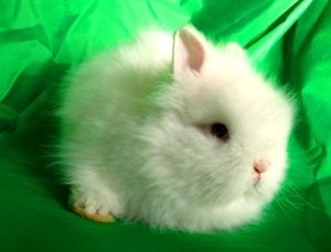Короткошерстий кольоровий карликовий кролик: стандарт породи, характер і зміст