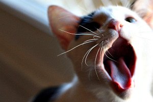 Кальцивироз у кішок і кошенят: симптоми, перебіг хвороби, схема лікування, профілактика, фото