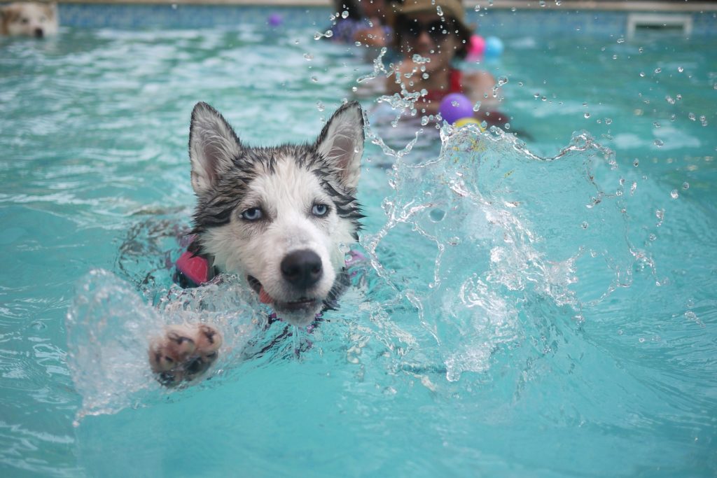 Як навчити плавати собаку будь якої породи