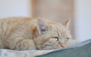 Гамавіт для кішок і кошенят: склад, інструкція по застосуванню, як колоти препарат, відгуки