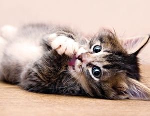 Вушний кліщ у кішок і кошенят: причини, симптоми, лікування, профілактика отодектозу, фото