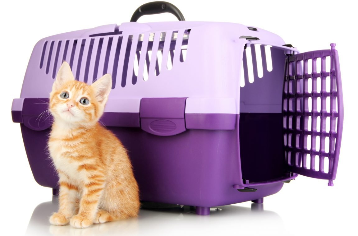 Дізнайтеся, як спокійно переїхати, якщо в будинку живе кіт