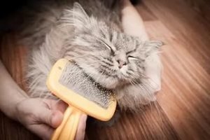 Збираємо арсенал домашнього перукаря: чим розчісувати довгу шерсть у кішок