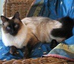 Балинез (балійська, балінезійська кішка): характер, стандарт, відгуки, фото кошенят і котів