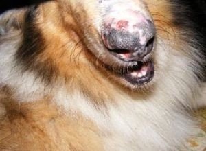 Лишай у собак: види грибка, симптоми, лікування собаки або цуценя, профілактика, фото