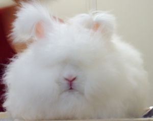 Декоративні карликові кролики: описи порід, ціни, відео